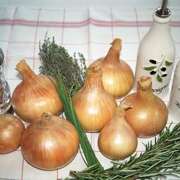 Organic Sturon Onion plants - Allium cepa