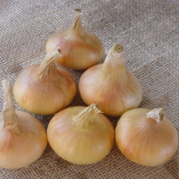 Stuttgarter Riesen Onion plants - Allium cepa