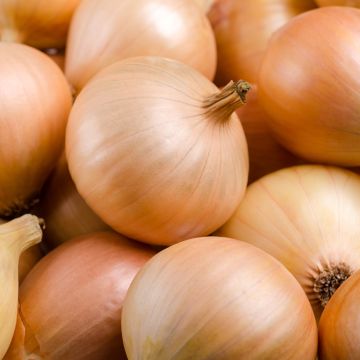 Supasweet Onion - Allium cepa