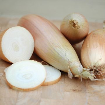 Kappa Onion - Allium cepa