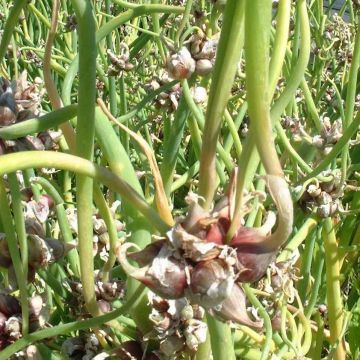 Tree onion - Allium proliferum