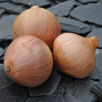 Keravel pink Onion - Allium cepa