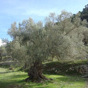 Olea europaea 