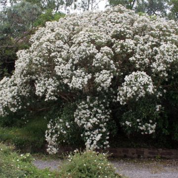 Olearia macrodonta Major