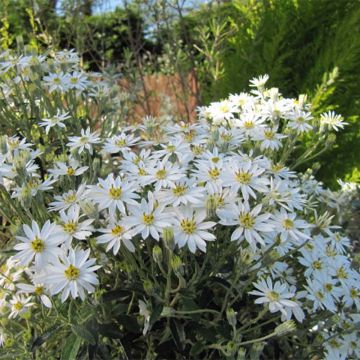 Olearia  scilloniensis - Daisy Bush