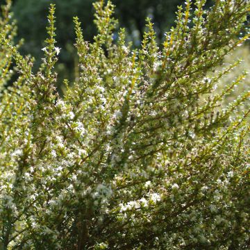 Olearia solandri Aurea