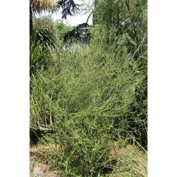 Olearia virgata - Daisy Bush