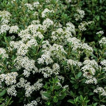 Olearia haastii - Daisy Bush