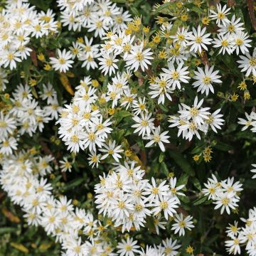 Olearia  scilloniensis Compacta - Daisy Bush