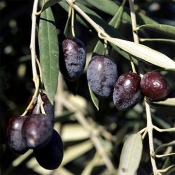 Olea europaea Cailletier - Olive tree