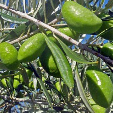 Olea europaea Lucques - Olive Tree