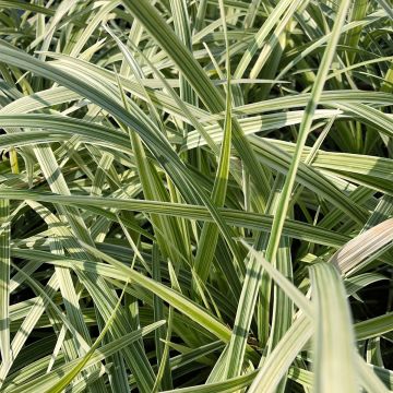 Ophiopogon jaburan Albo Variegata