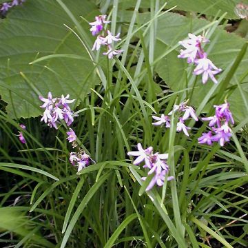 Ophiopogon chingii