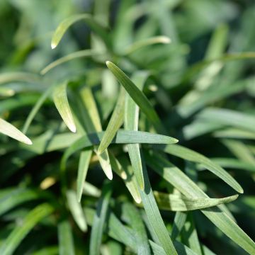 Ophiopogon japonicus Minor