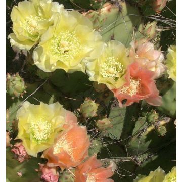 Opuntia atrispina - Prickly Pear