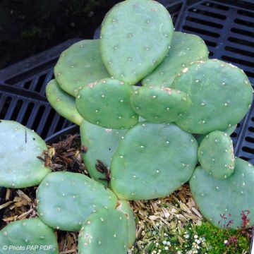 Opuntia compressa Millevaches - Prickly Pear