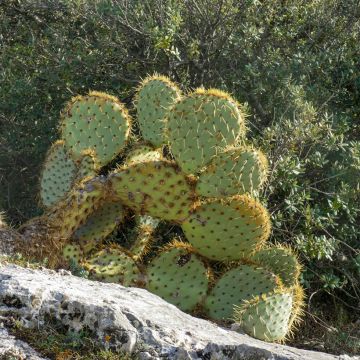 Opuntia engelmannii var. rastrera - Prickly Pear