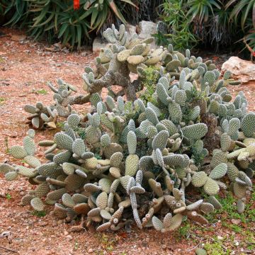 Opuntia microdasys - Prickly Pear