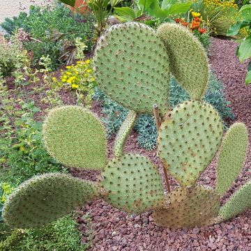 Opuntia scheeri - Prickly Pear