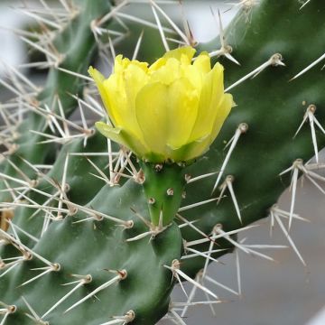 Opuntia sulfurea - Prickly Pear