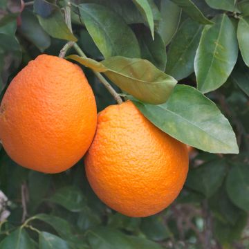 Sweet Orange - Citrus sinensis