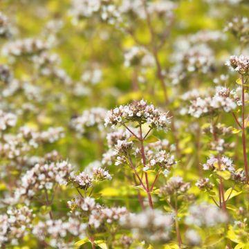 Origanum vulgare Aureum - Origan doré