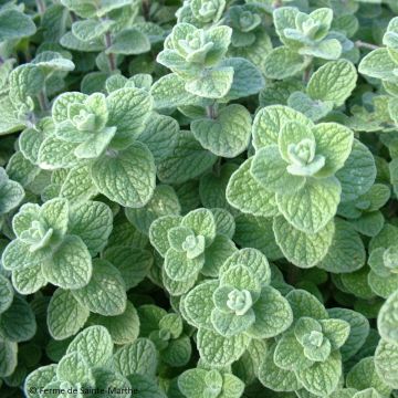 Origanum libanoticum 