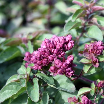 Origanum Rosenkuppel - Oregano