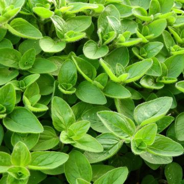 Origanum majorana - Sweet Marjoram