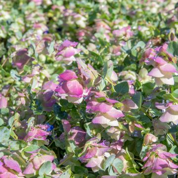 Origanum majorana Pagoda Bells - Sweet Marjoram