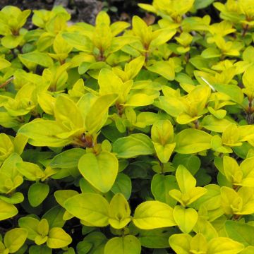 Origanum Norton Gold - Oregano