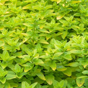 Origanum vulgare Thumbles Variety - Oregano