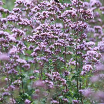 Origanum vulgare Compactum - Oregano