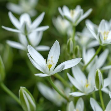 Ornithogalum umbellatum 