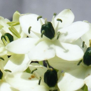 Ornithogalum arabicum