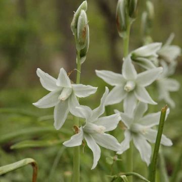 Ornithogalum nutans 