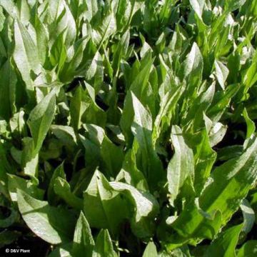 Patience Dock - Rumex patientia