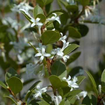 Osmanthus delavayi Heaven Scent