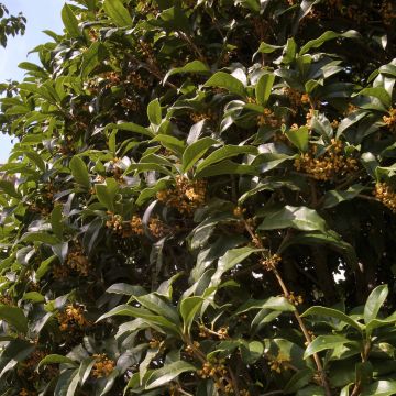 Osmanthus fragrans f. aurantiacus