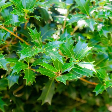 Osmanthus heterophyllus