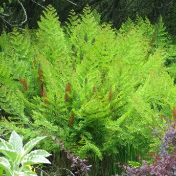 Osmunda regalis Purpurascens - Royal Fern