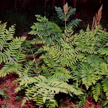 Osmunda regalis - Royal Fern