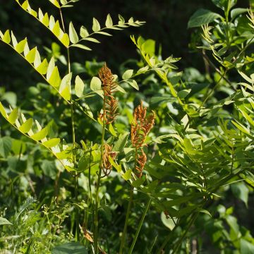 Osmunda japonica - Japanese Royal Fern
