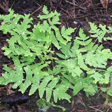 Osmunda regalis Cristata - Royal Fern