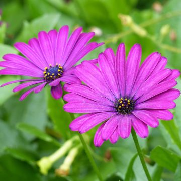 Osteospermum Tradewinds Trailing Deep Purple - Cape Daisy