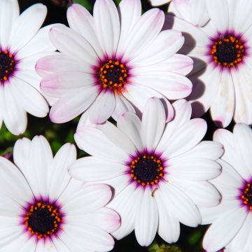 Osteospermum Dalina Inez Improved - Cape Daisy