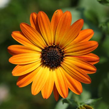 Osteospermum Dalina Orange - Cape Daisy