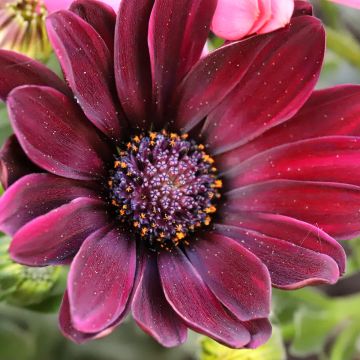 Osteospermum Dalina Red Dark - Cape Daisy