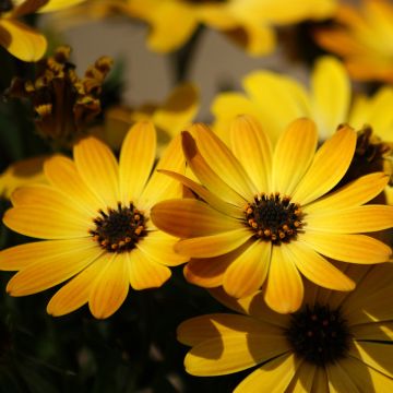 Osteospermum Dalina Special Sunshine Beauty - Cape Daisy