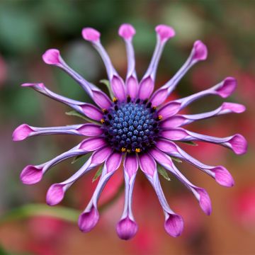 Osteospermum Flower Power Spider Pink - Cape Daisy